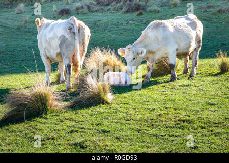 A mother licks her newborn calf Stock Photo