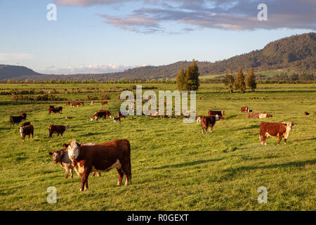 A hereford cow looks up from grazing in the evening sun in New Zealand Stock Photo