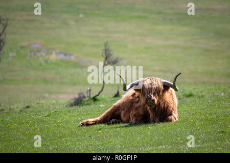 A highland bull with long curly horns rests on the side of a hill in New Zealand Stock Photo