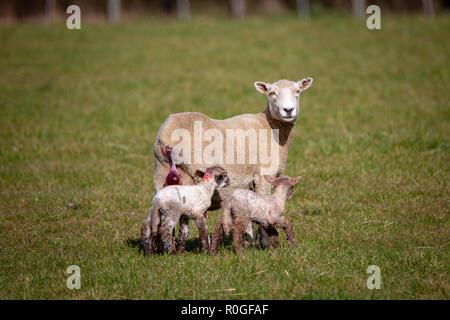 A ewe has just given birth to twin lambs with brown legs in a field on a farm Stock Photo
