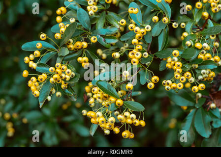 Pyracantha Saphyr Jaune Cadaune, firethorn, Rosaceae. Yellow berries, autumnal fruits. Stock Photo