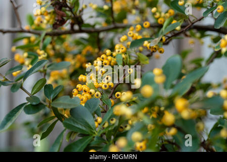 Pyracantha Saphyr Jaune Cadaune, firethorn, Rosaceae. Yellow berries, autumnal fruits. Stock Photo