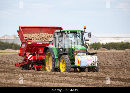 A farm worker uses a Gimme potato seeder and John Deere tractor in a farm field to plant seed potatoes in spring Stock Photo