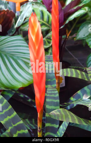 Young red flower of beautiful house plant vriesea mix against dense green foliage Stock Photo