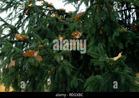 Fluffy green fir with fallen yellow maple leaves on branches closeup Stock Photo
