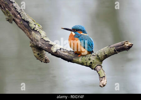 Kingfisher  ( Alcedo atthis ) adult male with dirty beak, resting after digging its nest hole, perched on a branch close above water, wildlife, Europe Stock Photo