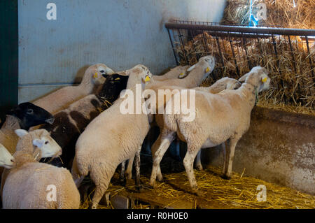 Line of sheeps eating yellow dry hay in the farm Stock Photo