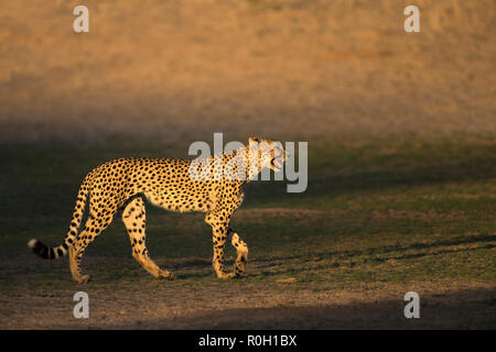 Cheetah (Acinonyx jubatus) contact calling, Kgalagadi transfrontier park, South Africa, Stock Photo