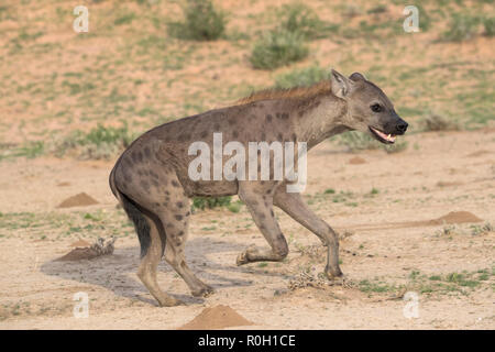 Spotted hyaena (Crocuta crocuta) running, Kgalagadi transfrontier park, Northern Cape, South Africa Stock Photo