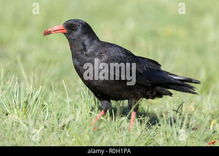 Red-billed Chough (Pyrrhocorax pyrrhocorax barbarus), adult standing on the grass in Morocco Stock Photo
