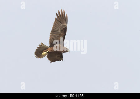 Marsh Harrier (Circus aeruginosus), dark morph juvenile in flight in Oman Stock Photo