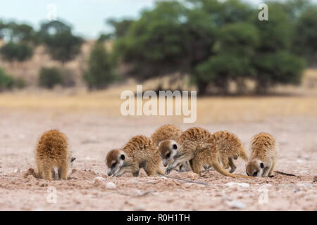 Meerkats (Suricata suricatta) foraging, Kgalagadi Transfrontier Park, South Africa Stock Photo