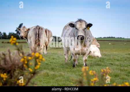 White cows and a white bull in a farm field in springtime, New Zealand Stock Photo