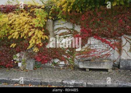 Glorious bright red and green ivy growing wild on the old limestone wall and across the white wooden door Stock Photo
