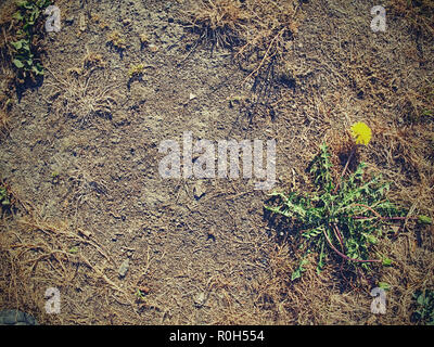 Sun burnt green. Stalks of dry grass in extreme hot summer. Dryness dissaster. Stock Photo