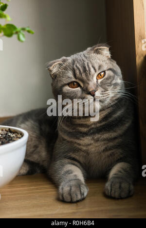 Scottish Straight cat - scottish cat with straight ears Stock Photo