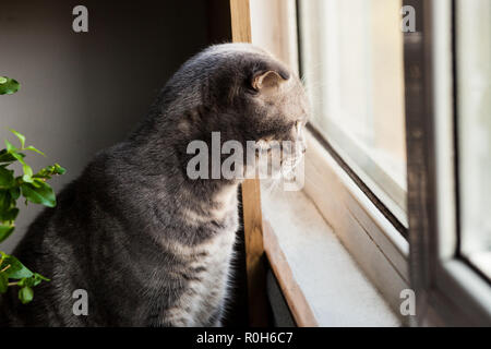 Gray cat Scottish breed looks on light near window, green background, Stock Photo