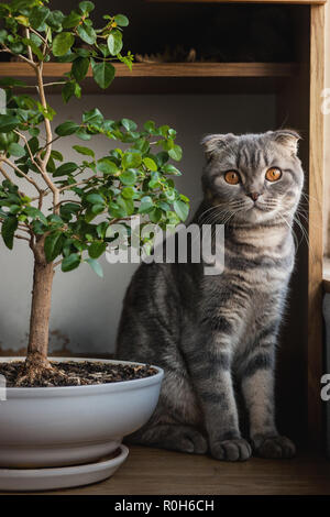 Amber tea yellow eyes cat breed Scottish Fold close-up. Cat smoky gray color blue Stock Photo