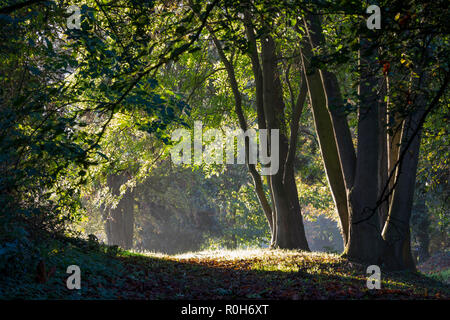 Line of backlit beech trees in morning autumn sunlight, Cotswolds, Gloucestershire, England, United Kingdom, Europe Stock Photo