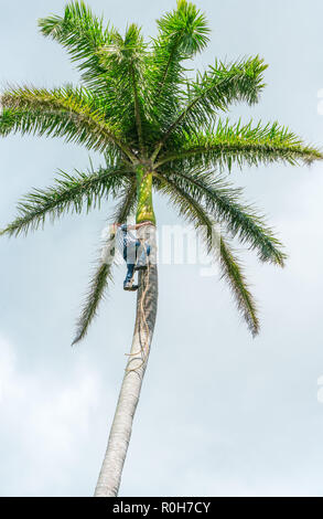 Adult male climbs tall coconut tree with rope to get coco nuts. Harvesting and farmer work in caribbean countries Stock Photo