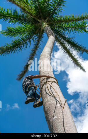 Adult male climbs tall coconut tree with rope to get coco nuts. Harvesting and farmer work in caribbean countries Stock Photo