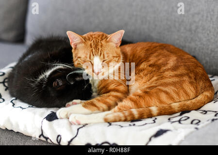 Two cats sleeping and cuddling on the sofa at home. Stock Photo