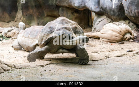 Galápagos tortoise (Chelonoidis nigra) looking to the right. It is the largest living species of tortoise. Stock Photo