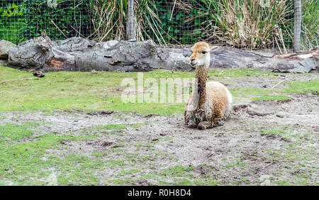 Vicuña (Vicugna vicugna) or vicuna sitting on the ground. The vicuña's long, woolly coat is tawny brown on the back Stock Photo