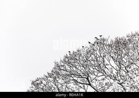 Snow on trees with birds in winter, Llanfoist, Wales, UK Stock Photo