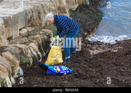Woman gathering up seaweed on beach at Swanage, Dorset UK in November Stock Photo