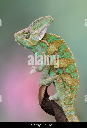 Closeup profile portrait of a Dragon lizard perched on a tree branch Stock Photo