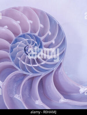 Closeup of the cross section of a nautilus shell in pastel colors Stock Photo