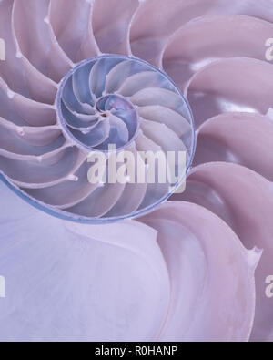 Closeup of the cross section of a nautilus shell in pastel colors Stock Photo