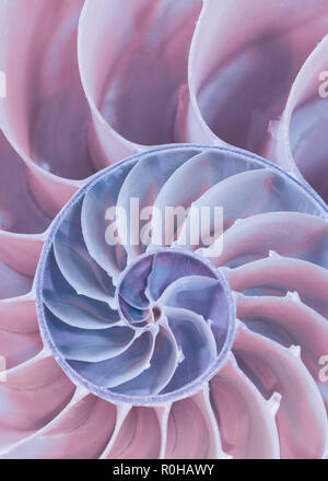 Closeup of the cross section of a nautilus shell in pastel colors Stock Photo