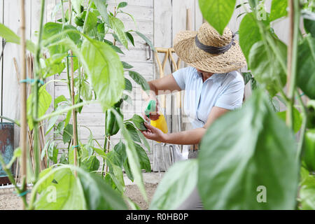 woman in vegetable garden sprays pesticide on leaf of plant, care of plants for growth concept Stock Photo