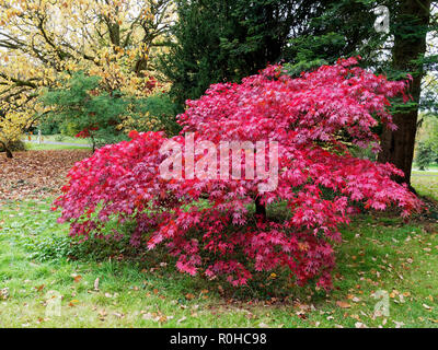 Acer palmatum 'Osakazuki' Tree. Stock Photo