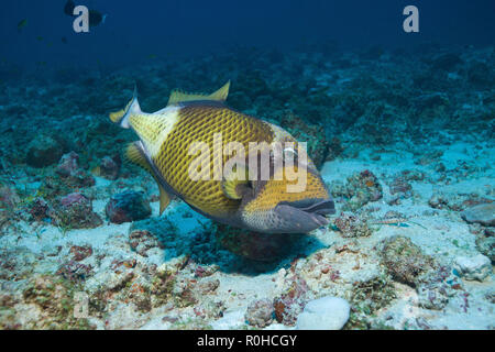 Titan triggerfish (Balistoides viridescens) at a coral reef, Ari Atoll, Maledive islands Stock Photo