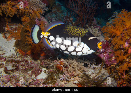 Clown triggerfish (Balistoides conspicillum) at a coral reef, Banda sea, Indonesia Stock Photo