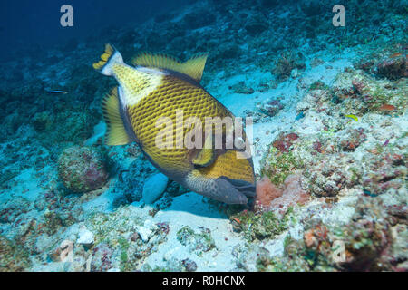Titan triggerfish (Balistoides viridescens) at a coral reef, Ari Atoll, Maledive islands Stock Photo