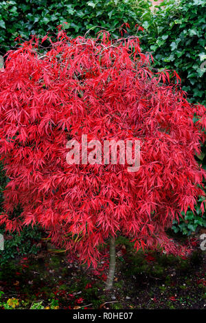Japanese Maple (Acer Palmatum) tree in early autumn as leaves start to  fall. Stock Photo