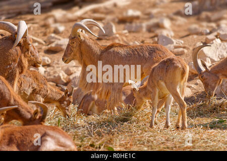 Barbary Sheep, a goat/antelope genus found across North Africa. Stock Photo