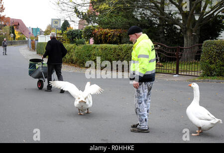 03 November 2018, Saxony, Kaditzsch: Henry Vogel, the owner of the two geese 'Erich' (in front) and 'Margot', brings back his animals, which are running after a man with a wheelbarrow, scolding him. Henry Vogel spent the first 16 hours of life of the goose-chicks with the now eight-month-old animals on a mattress in the stable. With this he has gained their trust, they eat out of his hand and follow him every step of the way. For the daily change for Margot and Erich he sits almost every day for several hours on the village square surrounded by motorways and planted with a lime tree. Photo: Wa Stock Photo