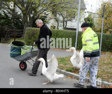 03 November 2018, Saxony, Kaditzsch: Henry Vogel (r), the owner of the two geese 'Erich' (in front) and 'Margot', brings back his animals, which are running after a man with a wheelbarrow, scolding him. Henry Vogel spent the first 16 hours of life of the goose-chicks with the now eight-month-old animals on a mattress in the stable. With this he has gained their trust, they eat out of his hand and follow him every step of the way. For the daily change for Margot and Erich he sits almost every day for several hours on the village square surrounded by motorways and planted with a lime tree. Photo Stock Photo