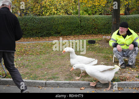 03 November 2018, Saxony, Kaditzsch: The two geese 'Erich' (in front) and 'Margot', who are on the village square with their owner Henry Vogel (r), are scolding a man with a wheelbarrow. Henry Vogel spent the first 16 hours of life of the goose-chicks with the now eight-month-old animals on a mattress in the stable. With this he has gained their trust, they eat out of his hand and follow him every step of the way. For the daily change for Margot and Erich he sits almost every day for several hours on the village square surrounded by motorways and planted with a lime tree. Photo: Waltraud Grubi Stock Photo