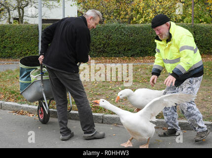 03 November 2018, Saxony, Kaditzsch: Henry Vogel (r), the owner of the two geese 'Erich' (in front) and 'Margot', brings back his animals, which are running after a man with a wheelbarrow, scolding him. Henry Vogel spent the first 16 hours of life of the goose-chicks with the now eight-month-old animals on a mattress in the stable. With this he has gained their trust, they eat out of his hand and follow him every step of the way. For the daily change for Margot and Erich he sits almost every day for several hours on the village square surrounded by motorways and planted with a lime tree. Photo Stock Photo