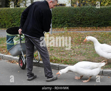 03 November 2018, Saxony, Kaditzsch: The two geese 'Erich' (in front) and 'Margot', who are on the village square with their owner Henry Vogel, run behind a man with a wheelbarrow, scolding him. Henry Vogel spent the first 16 hours of life of the goose-chicks with the now eight-month-old animals on a mattress in the stable. With this he has gained their trust, they eat out of his hand and follow him every step of the way. For the daily change for Margot and Erich he sits almost every day for several hours on the village square surrounded by motorways and planted with a lime tree. Photo: Waltra Stock Photo