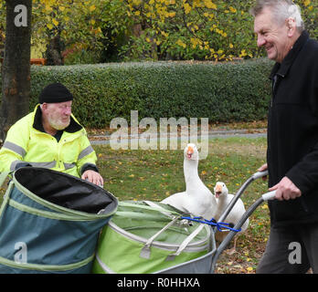 03 November 2018, Saxony, Kaditzsch: A man walks with a wheelbarrow past Henry Vogel (l) and his two geese 'Erich' and 'Margot' on the village square. Henry Vogel spent the first 16 hours of life of the goose-chicks with the now eight-month-old animals on a mattress in the stable. With this he has gained their trust, they eat out of his hand and follow him every step of the way. For the daily change for Margot and Erich he sits almost every day for several hours on the village square surrounded by motorways and planted with a lime tree. Photo: Waltraud Grubitzsch/dpa-Zentralbild/ZB Stock Photo