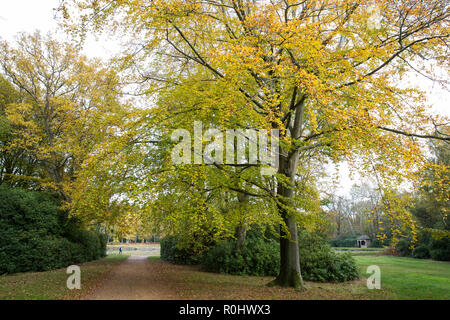 Windsor, UK. 5th November, 2018. UK Weather: Yellowing leaves in Windsor Great Park. Credit: Mark Kerrison/Alamy Live News Stock Photo