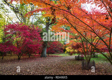 Windsor, UK. 5th November, 2018. UK Weather: A display of autumn colour from Acer Palmatum Ashurst Wood and Acer Micranthum in Windsor Great Park. Credit: Mark Kerrison/Alamy Live News Stock Photo