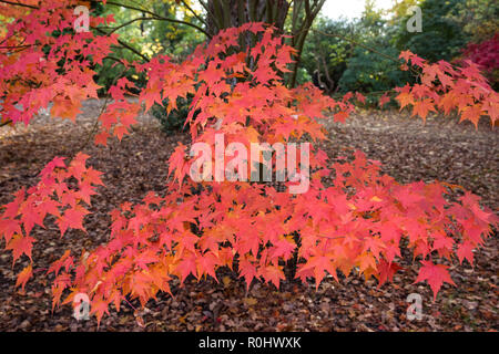 Windsor, UK. 5th November, 2018. UK Weather: A display of autumn colour from Acer Palmatum Ashurst Wood in Windsor Great Park. Credit: Mark Kerrison/Alamy Live News Stock Photo